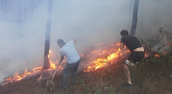 Maltepe'de ormanlık alanda yangın