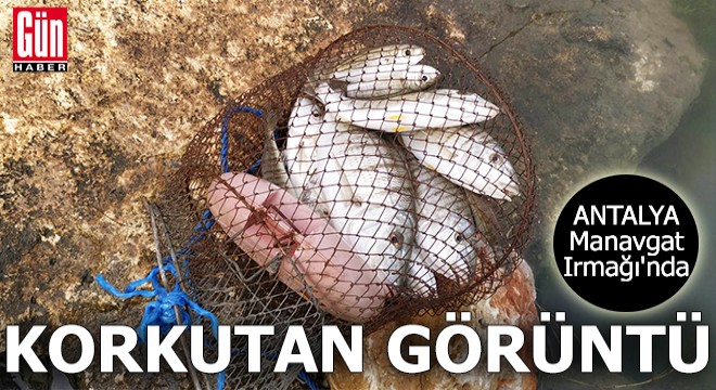 Manavgat Irmağı'nda korkutan görüntü