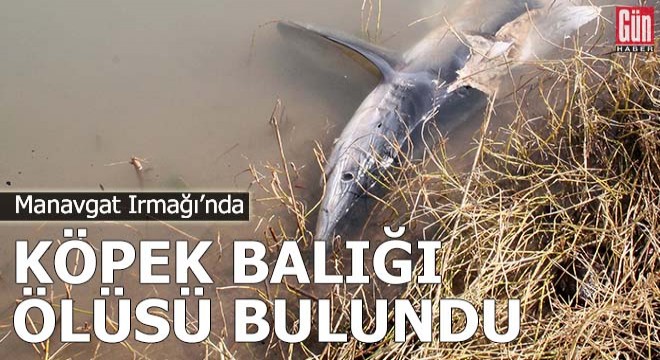 Manavgat ırmağında köpek balığı ölüsü bulundu