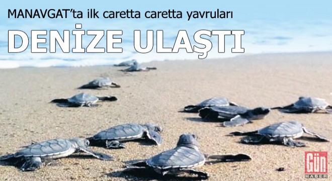 Manavgat sahilindeki ilk caretta caretta yavruları denize ulaştı