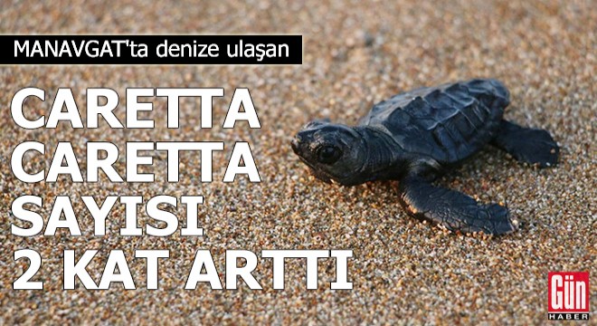 Manavgat'ta denize ulaşan yavru caretta caretta sayısı 2 kat arttı