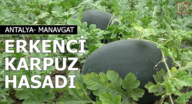 Manavgat'ta erkenci karpuz hasadı