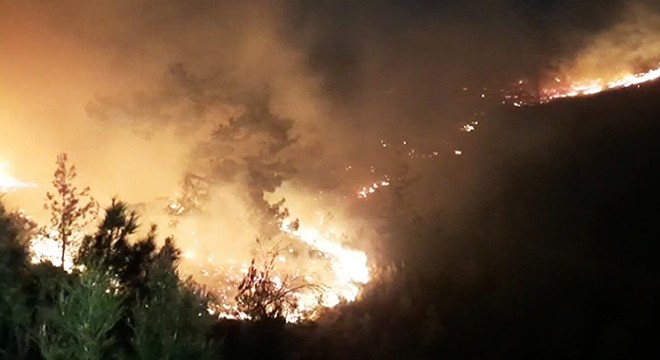 Manavgat'ta orman yangını