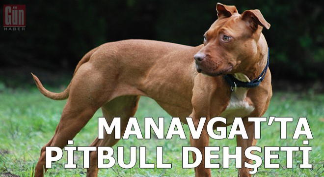 Manavgat'ta pitbull dehşeti