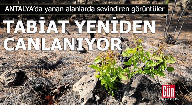 Manavgat'ta tabiat yeniden canlanıyor