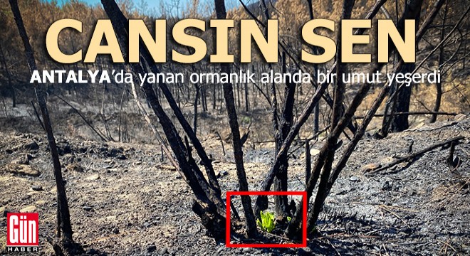 Manavgat'ta umutları yeşerten görüntü
