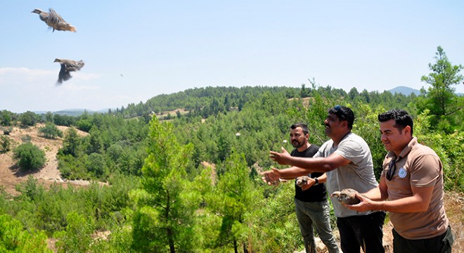 Manavgat'ta vatandaş istedi, doğaya 50 keklik bırakıldı