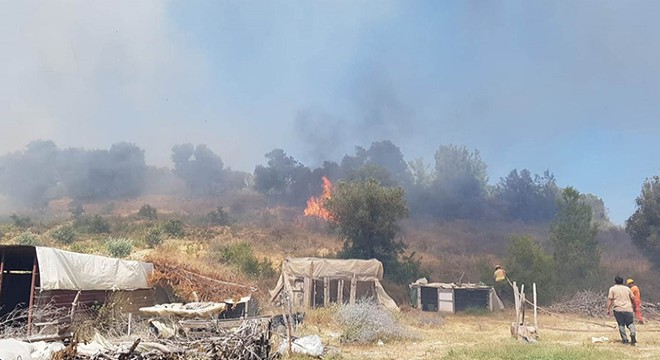 Manavgat'ta zeytinlik yangını
