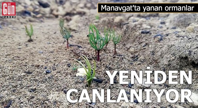 Manavgat ta yanan ormanlar yeniden canlanıyor