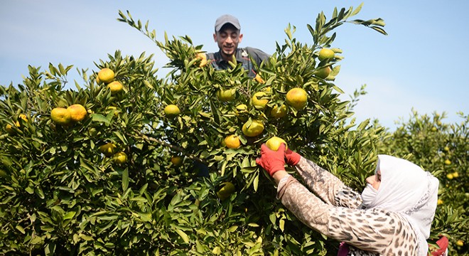 Mandalina üreticisi dertli