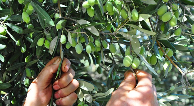 Manisa'da 1658 yıllık zeytin ağacı meyve verdi