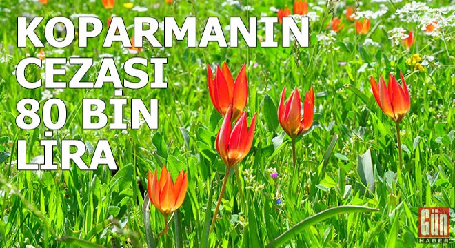 Manisa lalesini koparmanın cezası 80 bin 460 lira