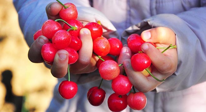 Manisa da erkenci kiraz hasadı başladı