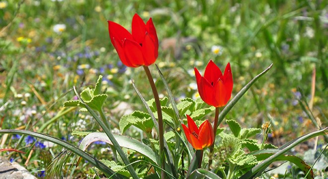 Manisa lalesini koparana 109 bin lira para cezası var
