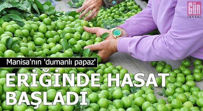 Manisa nın  dumanlı papaz  eriğinde hasat başladı