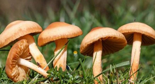 Mantar toplamaya çıkıp, kaybolan kadın bulundu