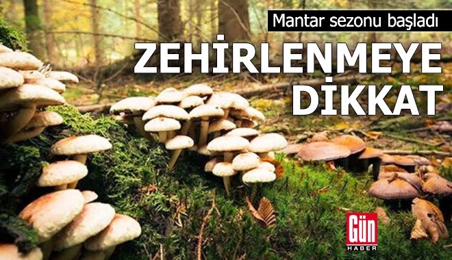 Mantar sezonunda zehirlenmeye dikkat!