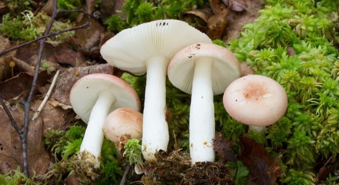 Mantar toplamaya gitmişti; cansız bedenine ulaşıldı