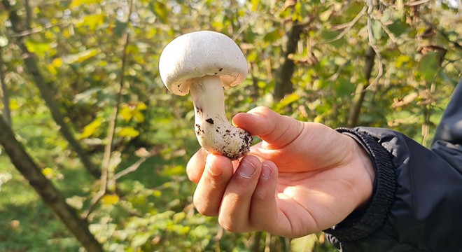 Mantardan 23 kişi zehirlendi, uyarı yapıldı