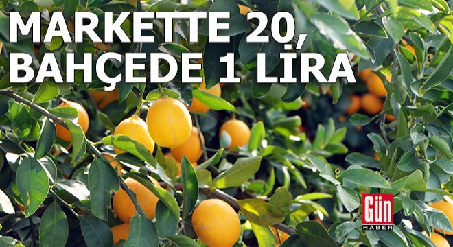 Markette 20 lira olan limon, bahçede 1 lira