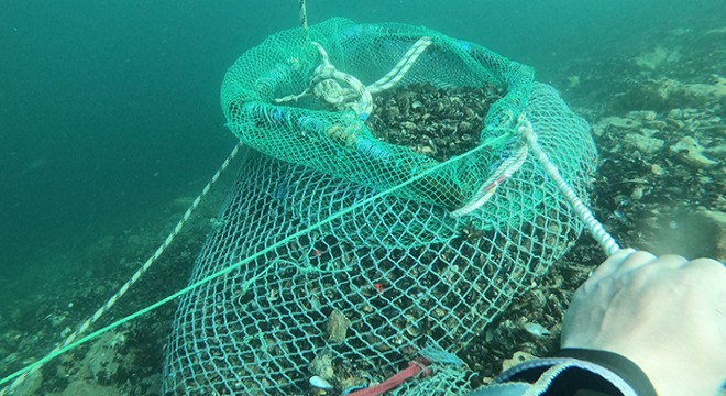 Kaçak avlanan 1 ton midye ele geçirildi