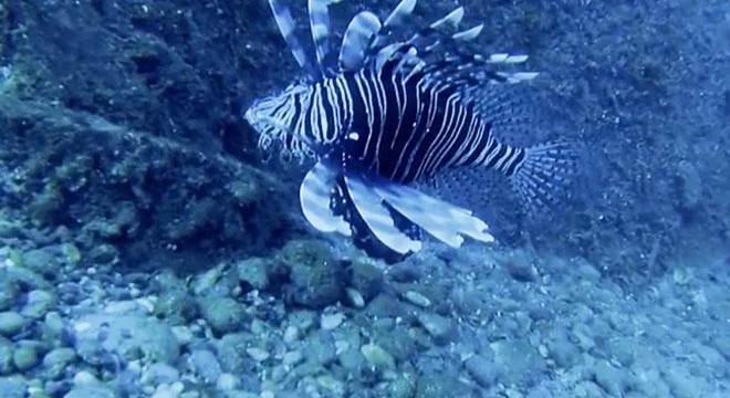 Marmara Denizi'nde yabancı tür tehlikesi
