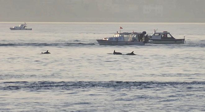 Marmara Denizi'nde yunusların balıkçı tekneleriyle dansı kamerada