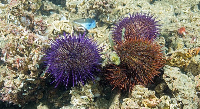 Marmara'da deniz kestanesi avcılığı yasaklandı