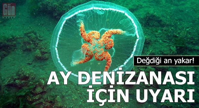 Marmara'da görülen ay denizanası için uyarı
