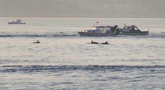 Marmara Denizi nde yunusların balıkçı tekneleriyle dansı kamerada