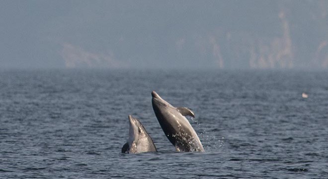 Marmara açıklarında yunusların görsel şöleni