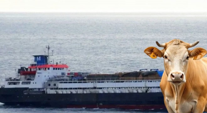 Marmara da sığır dramı: 50 gündür bekliyorlar