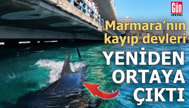 Marmara’nın kayıp devleri yeniden ortaya çıktı