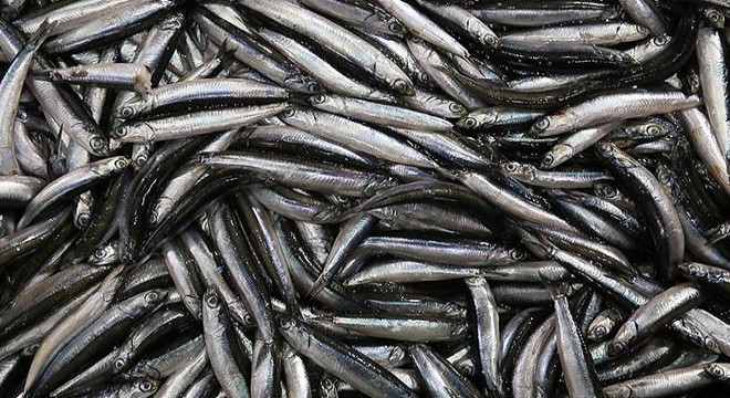 Marmaris'te 420 kilo 'Ege hamsisi' 4 saatte tükendi