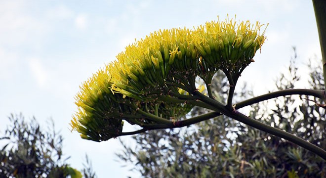 Marmaris'te çiçek açan agave bitkisi ilgi çekti