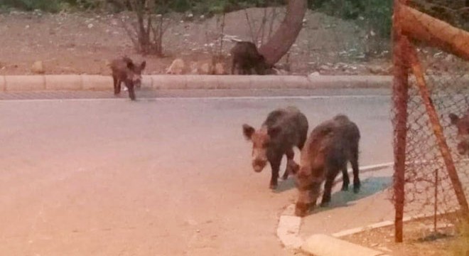 Marmaris'te yaban domuzları mahalleye indi
