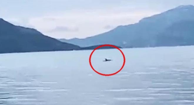 Marmaris'te yunus sürprizi