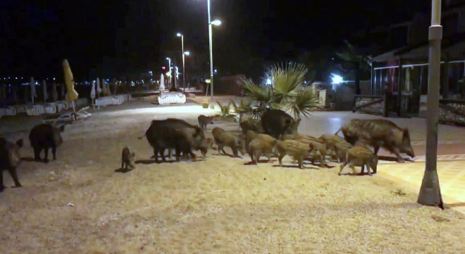 Marmarisliler domuz korkusu yaşıyor