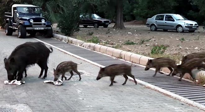 Marmarisliler şehre inen domuzlardan tedirgin