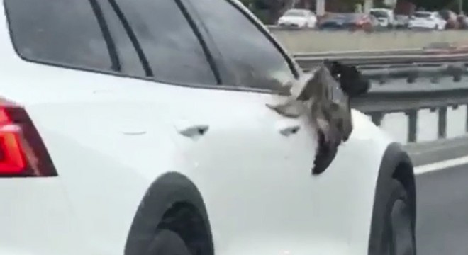 Martı çarptığı otomobil aynasına sıkıştı