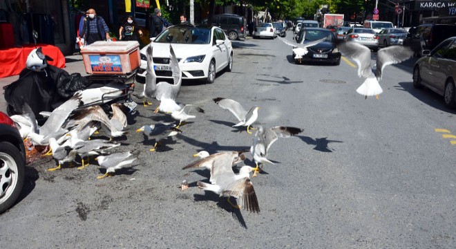 Martıların caddede yiyecek kapma yarışı