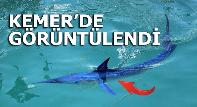 Mavi yelken balığı Kemer'de görüntülendi