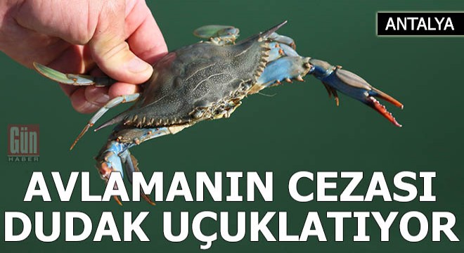 Mavi yengeci avlamanın cezası dudak uçuklatıyor