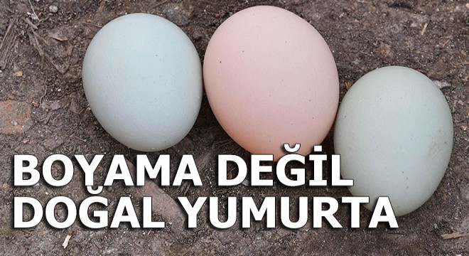 Mavi yumurtalar görenleri şaşkına çevirdi