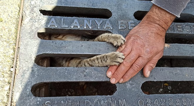 Mazgala sıkışan yavru kediyi itfaiye kurtardı