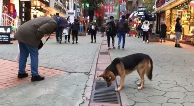 Mazgala bakan sokak köpeği, ilgi odağı oldu