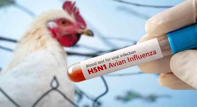 Meksika da ‘H5N1’ kaynaklı ilk ölüm