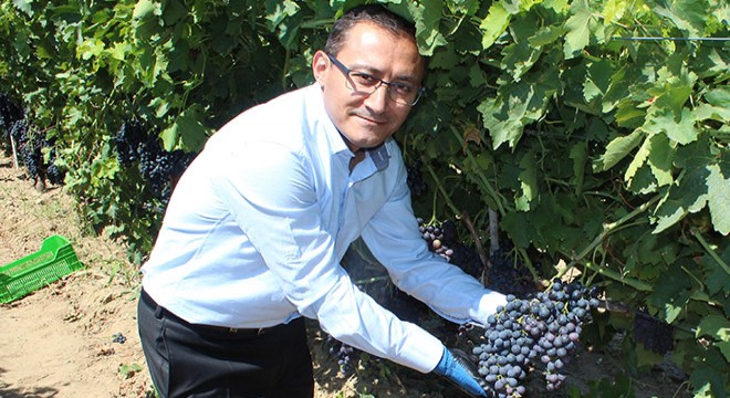 Melezleme yoluyla üretilen Spil karasında ilk hasat yapıldı