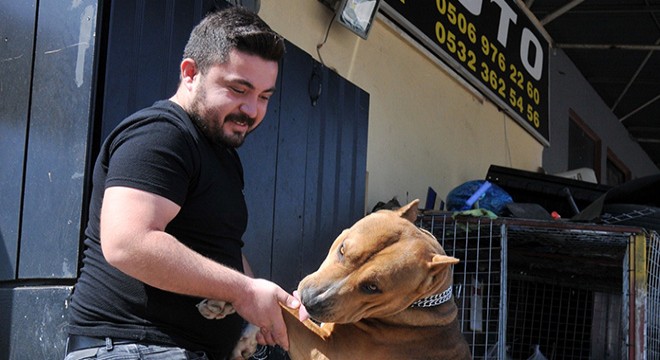 Merak ettiği iş yerindeki köpeğini, polisin telefonundan gördü