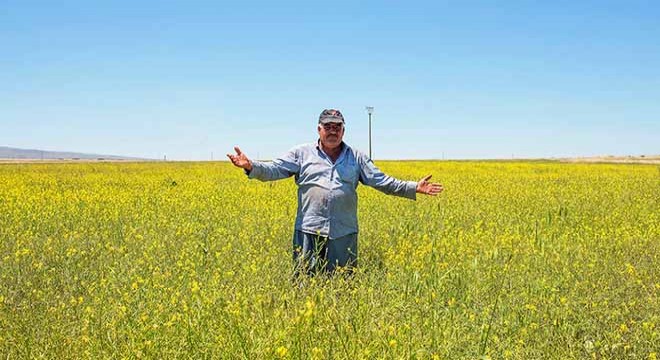 Mercimek ekilen tarlalarda yabani ot yetişti